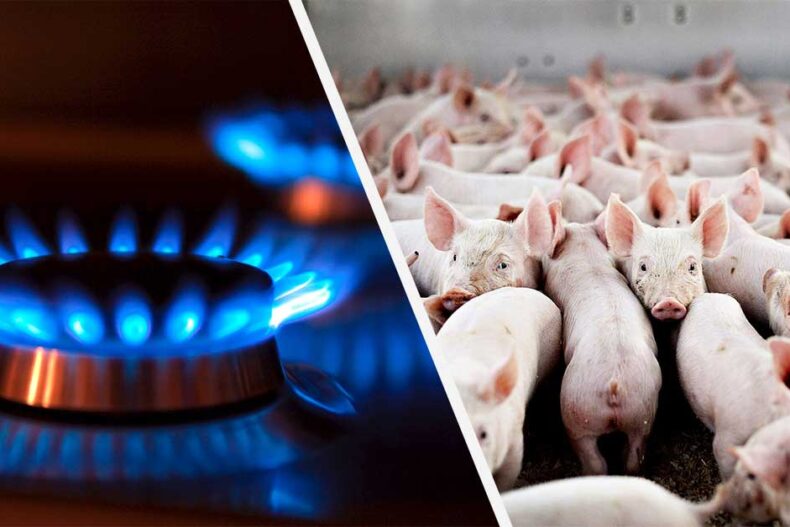 Բիոգազ խոզաբուծարանների թափոններից